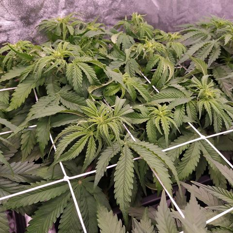 Lemon Pie Auto #2 growlog timeline photo