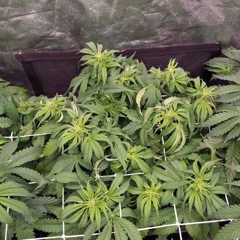 Lemon Pie Auto #2 growlog timeline photo