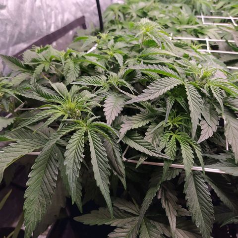 Gelato Auto #1 growlog timeline photo