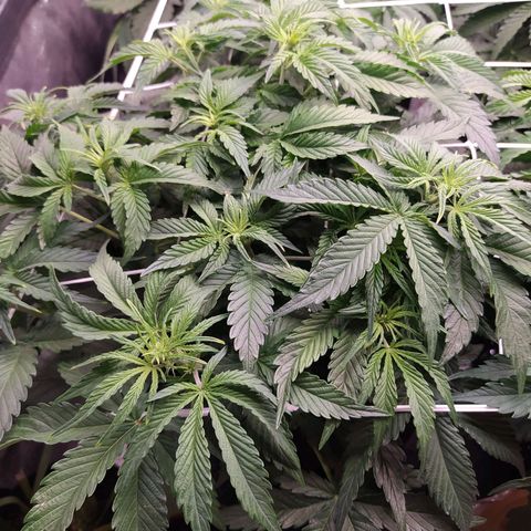 Gelato Auto #1 growlog timeline photo