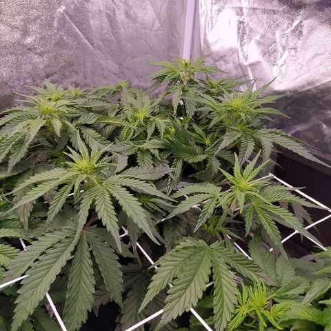 Gelato Auto #2 growlog timeline photo