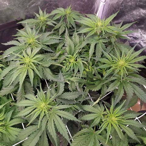 Gelato Auto #2 growlog timeline photo