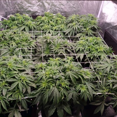 West Coast O.G. #2 growlog timeline photo