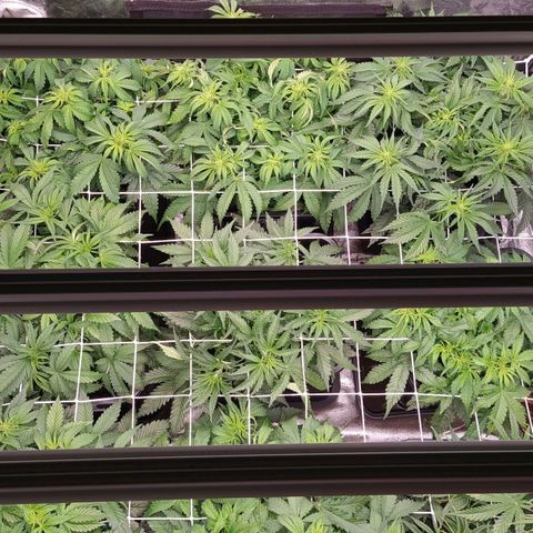 West Coast O.G. #2 growlog timeline photo