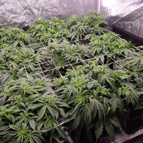West Coast O.G. #2 growlog timeline photo
