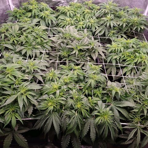 West Coast O.G. #2 growlog timeline photo