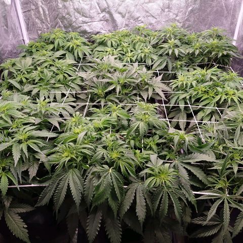 West Coast O.G. #2 growlog timeline photo