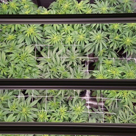 West Coast O.G. #2 growlog timeline photo