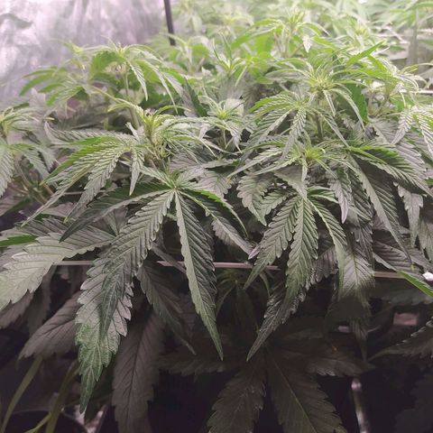 Gelato Auto #1 growlog timeline photo