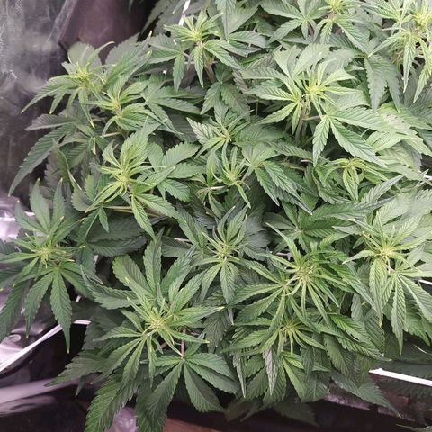 Gelato Auto #1 growlog timeline photo