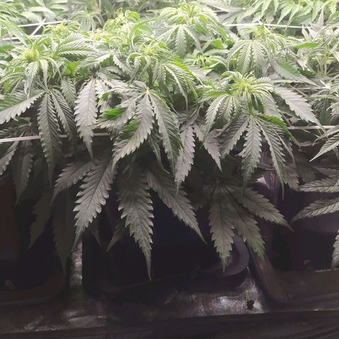 Lemon Pie Auto #1 growlog timeline photo