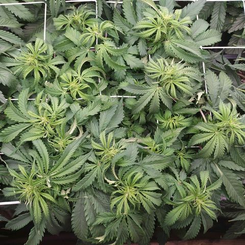 Lemon Pie Auto #1 growlog timeline photo