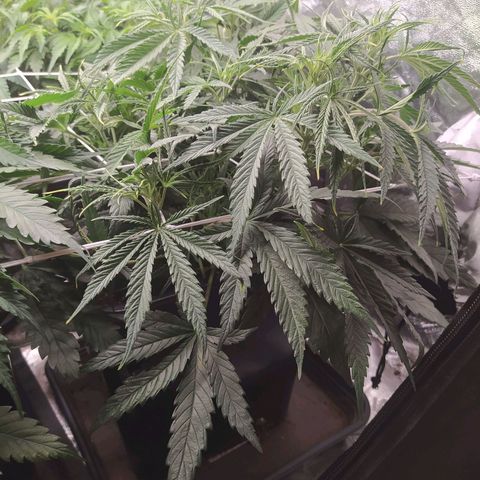 West Coast O.G. #2 growlog timeline photo