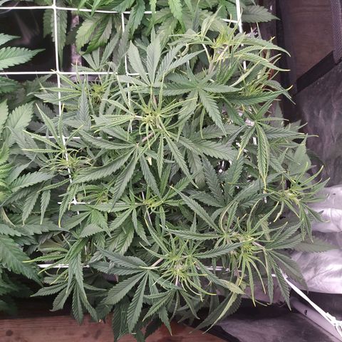 West Coast O.G. #2 growlog timeline photo