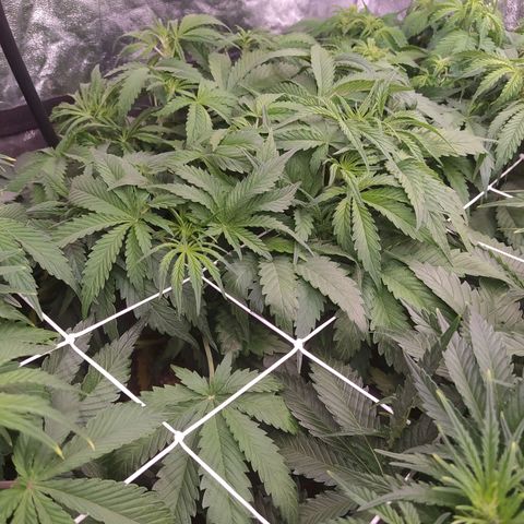 West Coast O.G. #1 growlog timeline photo