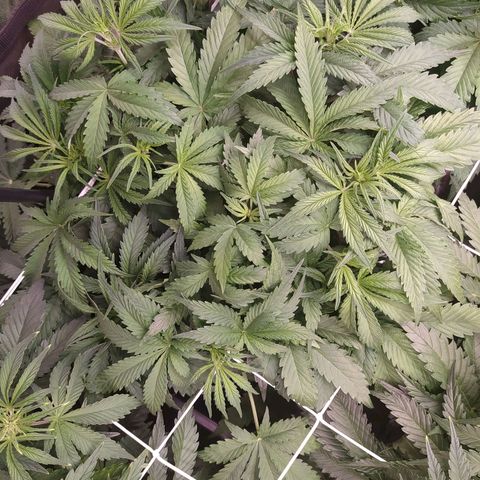 West Coast O.G. #1 growlog timeline photo