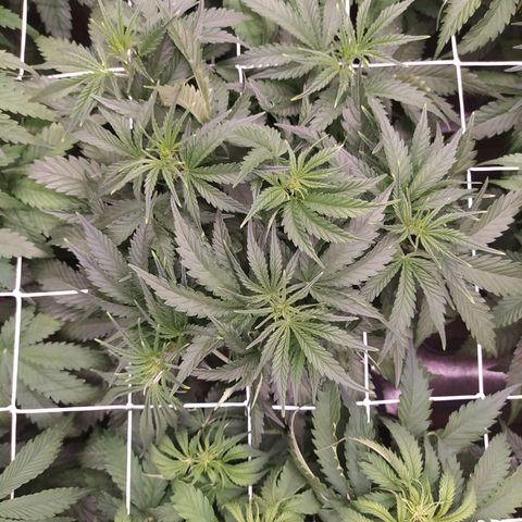 Original Auto OG Kush growlog timeline photo