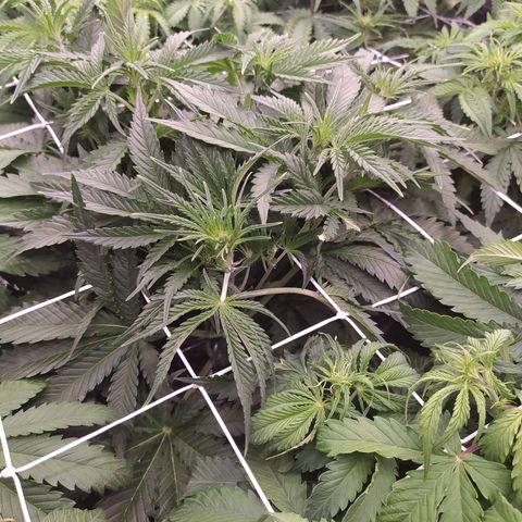 Original Auto OG Kush growlog timeline photo