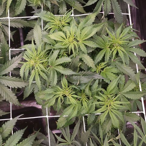 Gorilla Glue #1 growlog timeline photo