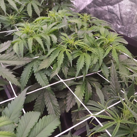 Gorilla Glue #1 growlog timeline photo