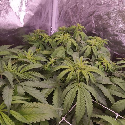 Gorilla Glue #2 growlog timeline photo