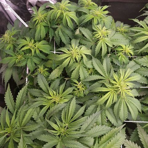 Gorilla Glue #2 growlog timeline photo