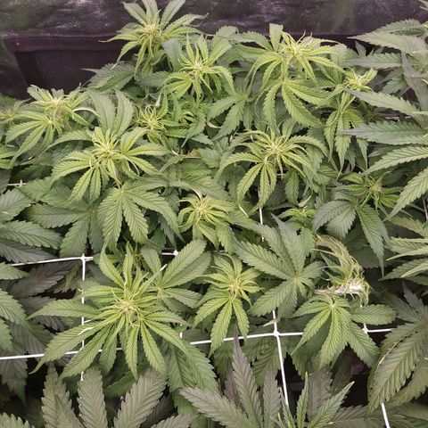 Lemon Pie Auto #2 growlog timeline photo