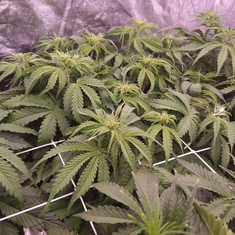 Lemon Pie Auto #2 growlog timeline photo