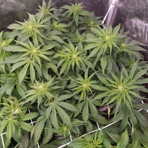 Gelato Auto #2 growlog timeline photo