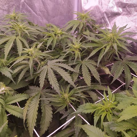Gelato Auto #2 growlog timeline photo