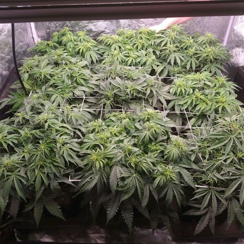 West Coast O.G. #2 growlog timeline photo