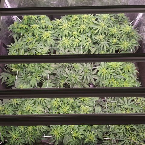 West Coast O.G. #2 growlog timeline photo