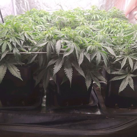 West Coast O.G. #2 growlog timeline photo