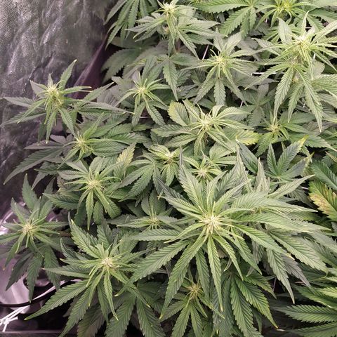 Gelato Auto #1 growlog timeline photo