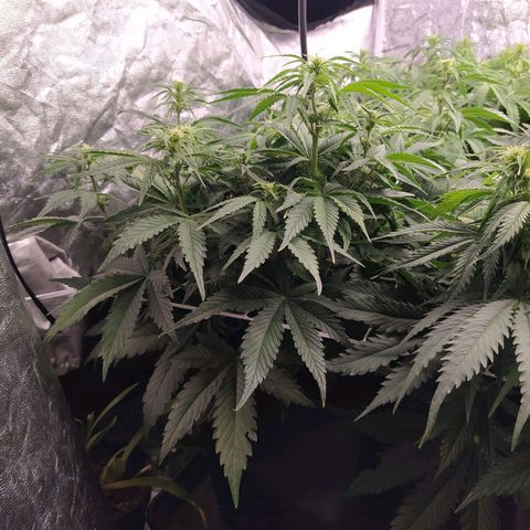 Gelato Auto #1 growlog timeline photo