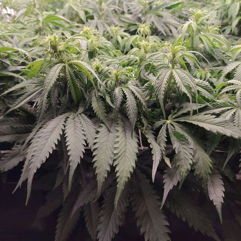 Lemon Pie Auto #1 growlog timeline photo