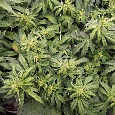 Lemon Pie Auto #1 growlog timeline photo