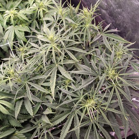 West Coast O.G. #2 growlog timeline photo