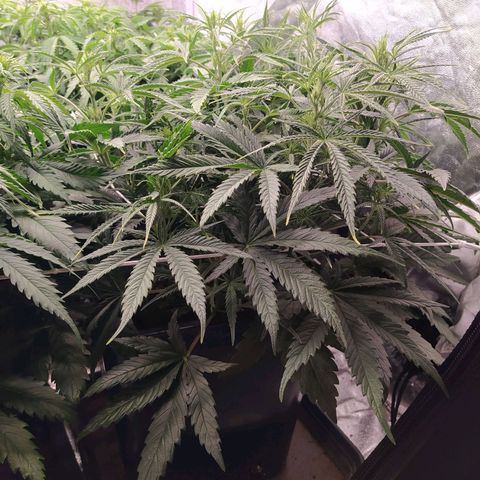 West Coast O.G. #2 growlog timeline photo