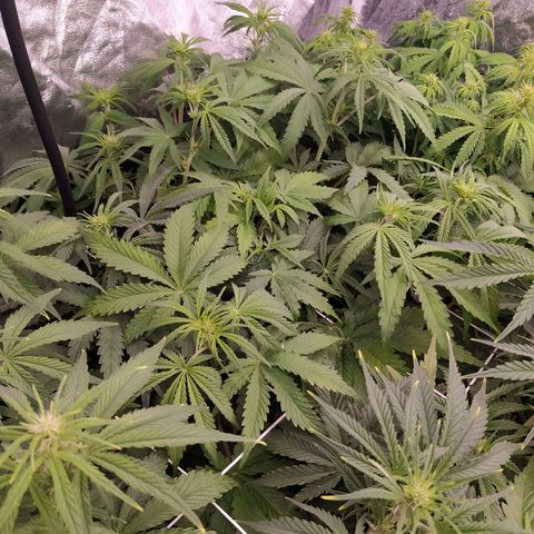 West Coast O.G. #1 growlog timeline photo