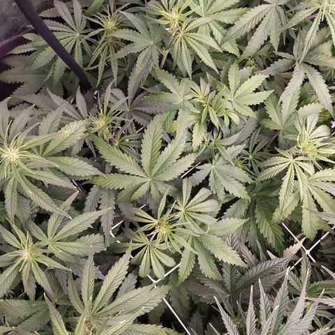 West Coast O.G. #1 growlog timeline photo