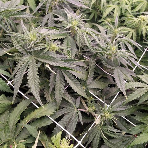 Original Auto OG Kush growlog timeline photo