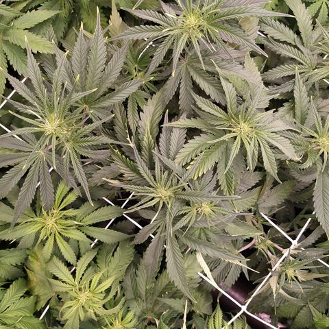 Original Auto OG Kush growlog timeline photo