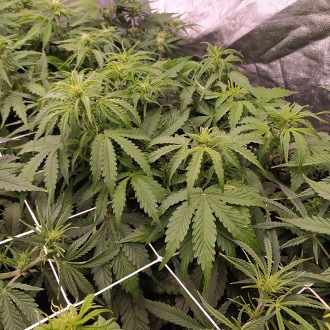 Gorilla Glue #1 growlog timeline photo