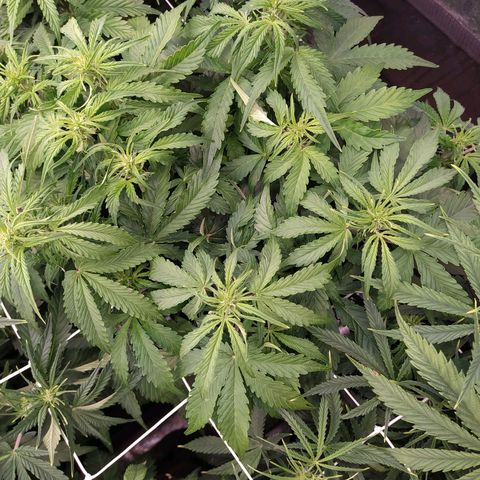 Gorilla Glue #1 growlog timeline photo