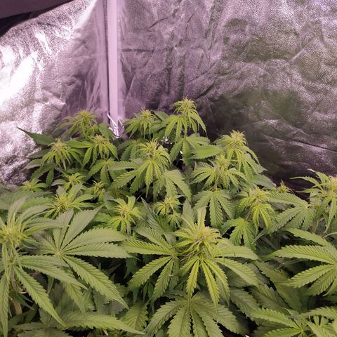 Gorilla Glue #2 growlog timeline photo