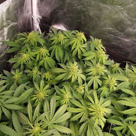 Gorilla Glue #2 growlog timeline photo