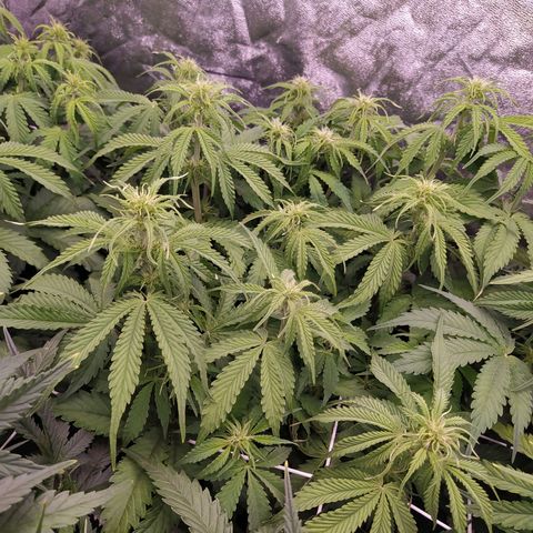 Lemon Pie Auto #2 growlog timeline photo