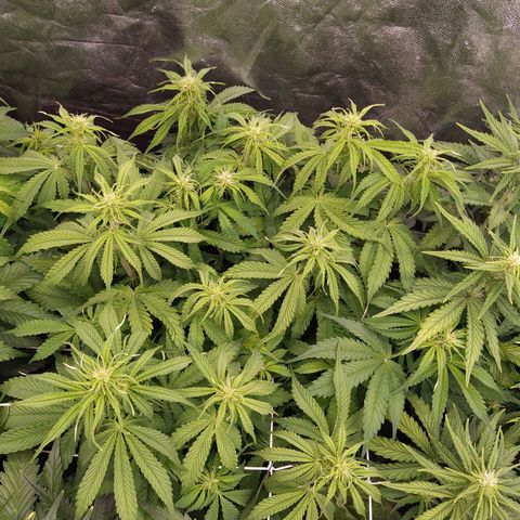 Lemon Pie Auto #2 growlog timeline photo