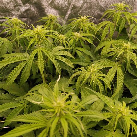 Lemon Pie Auto #2 growlog timeline photo